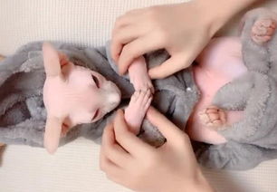 猫咪安静躺在沙发上睡觉的可爱画面