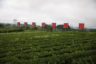 茅台生态农业研发中心新品研发过程