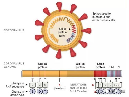 新冠突变再掀关注，我亲测尹烨科普真相！