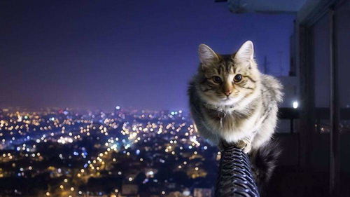 小明剑魔与猫咪互动的照片，温馨画面