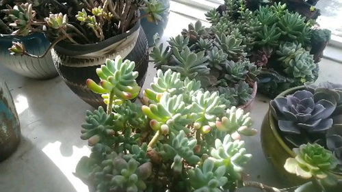 养花的最高境界，不是花开满园，而是心静如水