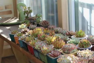 阳台上的多肉花园