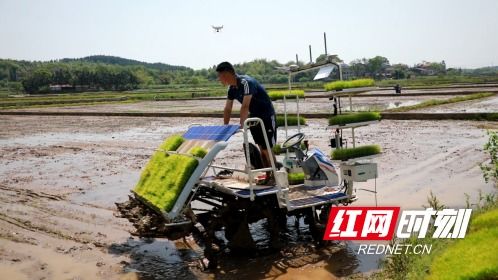 无人插秧机在田间作业