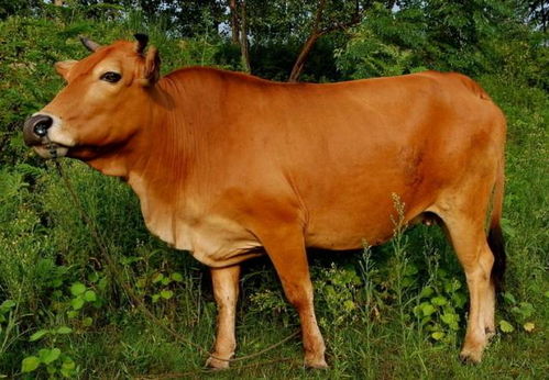 黄牛在门口叫卖号码牌