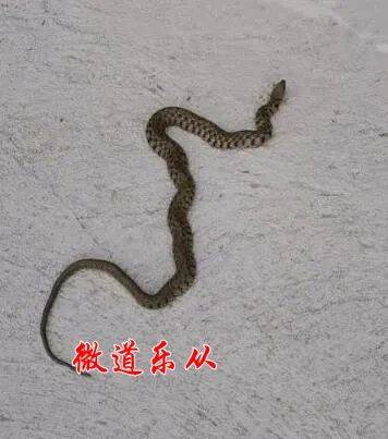 长蛇爬进收费站岗亭 收费员惊吓逃离｜我亲眼目睹全过程