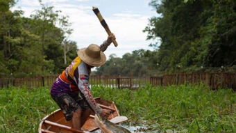 巨骨舌鱼在水中游动