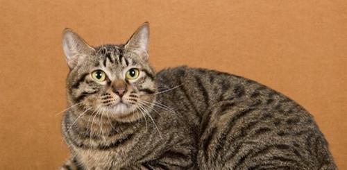 狸花猫在阳光下慵懒地趴在球桌上