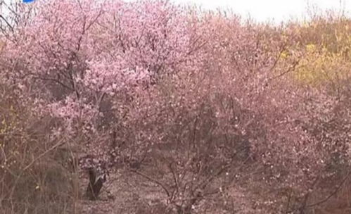 一位老人坐在桃花树下