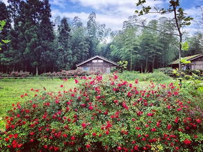 清晨山林中的小屋