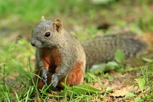 山林中的一只松鼠