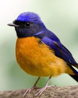 棕腹大仙鹟在花丛中捕食