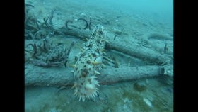 母鸡奋不顾身救小鸡 老鹰突袭现场惊险一幕