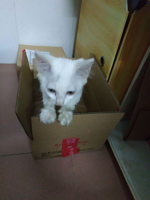 白猫脖子上绑着可疑包裹