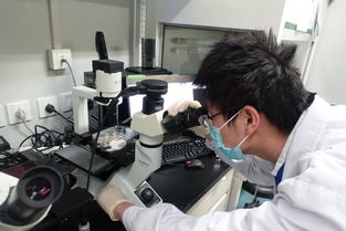 实验人员在显微镜下观察细胞