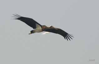 一只白色仙鹤在晨雾中飞翔