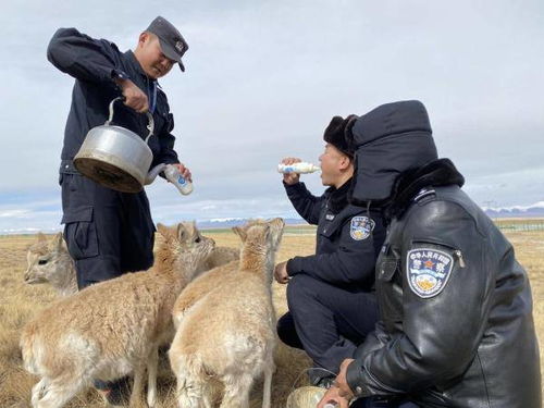 野生动物救助中心场景