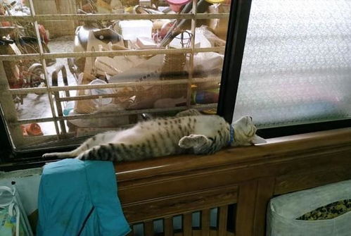 一只猫躺在窗边晒太阳