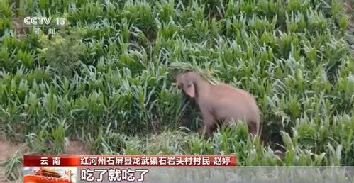 人与自然和谐共处插画