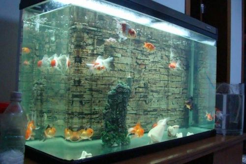 男子家中10米长鱼缸全景