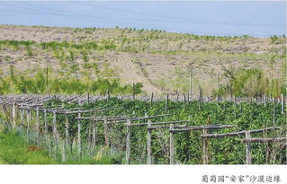 沙漠绿化植树现场