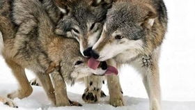 深夜货车司机遭遇狼群袭击，惊魂一刻还原真相