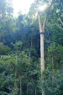 揭秘棕腹大仙鹟：云南热带雨林为何成“大本营”？昆虫盛宴背后有何玄机