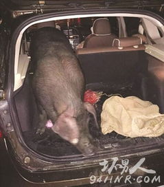 暗访曝光！活猪灌水打针跨省送宰，半年两度违法屠宰场终停业