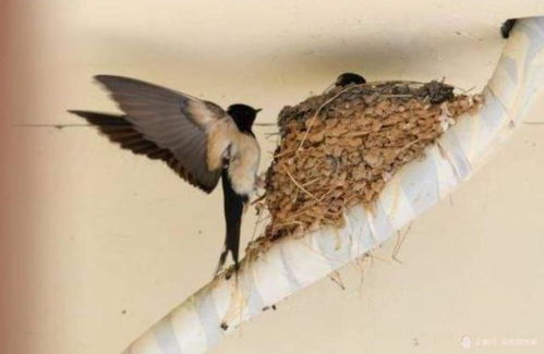 屋檐下飞翔的燕子