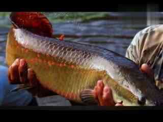 巨骨舌鱼与主人互动