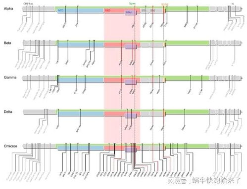 奥密克戎与流感病毒结构对比图
