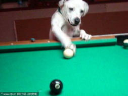 狸花猫用爪子指着台球示意击球方向