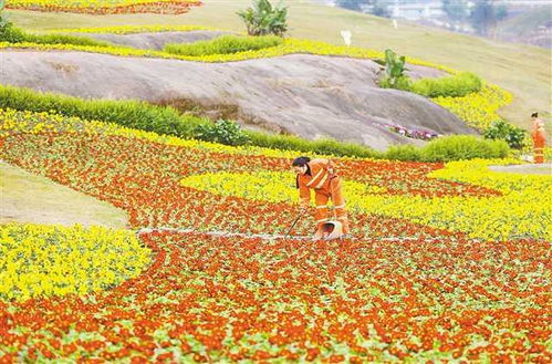 城乡结合部景象高楼与农田交界处