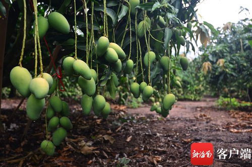 芒果成熟挂满枝头的果园景象