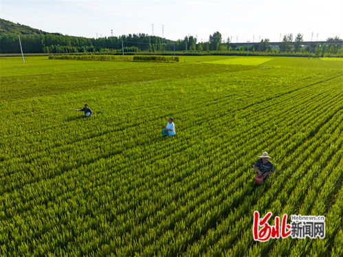 人生小满胜万全，知足常乐才是真智慧