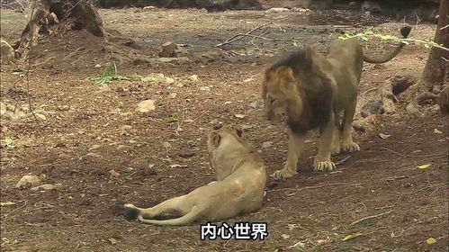 两只雄性动物为争夺配偶争斗