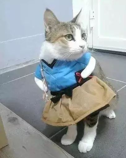 泰国猫咪入狱照