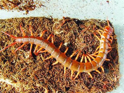 洗手间发现像蜈蚣一样的虫子怎么消灭干净？亲身经历+高效杀虫方法分享