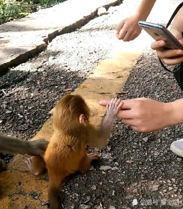 大壮与小猴子互动