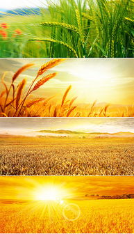 小满之后为何没有大满？原来古人智慧藏在这4个字里！