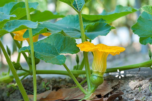 外婆在田边采摘南瓜花