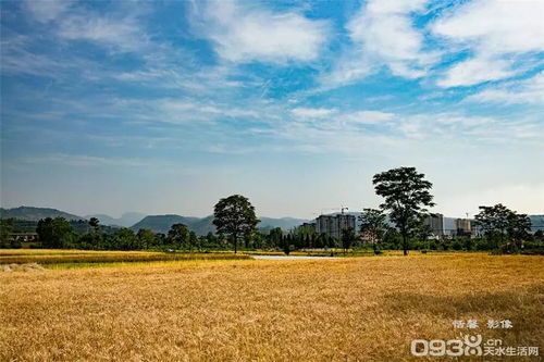 小得盈满胜万全：在夏天的丰盈中感受生活的节奏