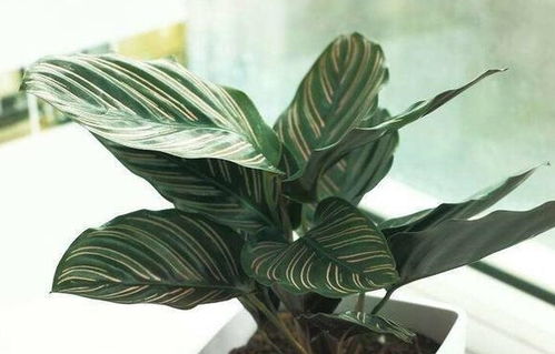 紫背竹芋叶片因水质问题出现焦边