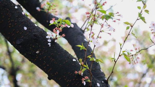 《臆花》——第二回-雨-：一场与春天的约定