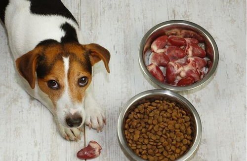 狗狗享用美食画面