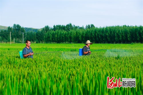 节气与气节：在春分里读懂中国人的时间哲学