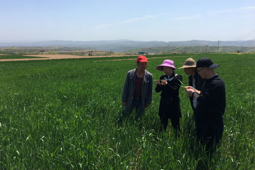 铜川市技术人员在麦田中进行喷洒作业