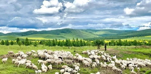 小麦在田地中生长