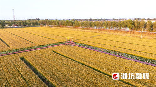 田野里金黄的小麦