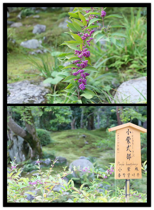 樱桃红了芭蕉绿了风景图