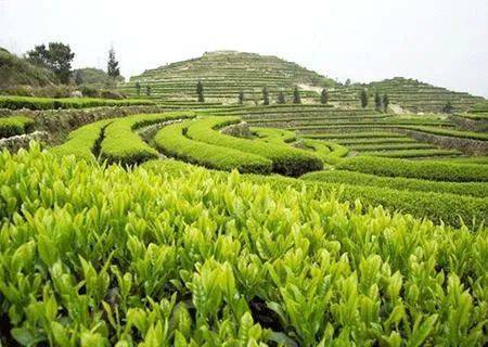 君山岛茶园全景图